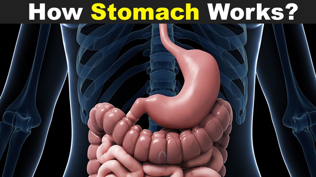 How Does Stomach Work? | Human Stomach Structure And Function (Urdu/Hindi)