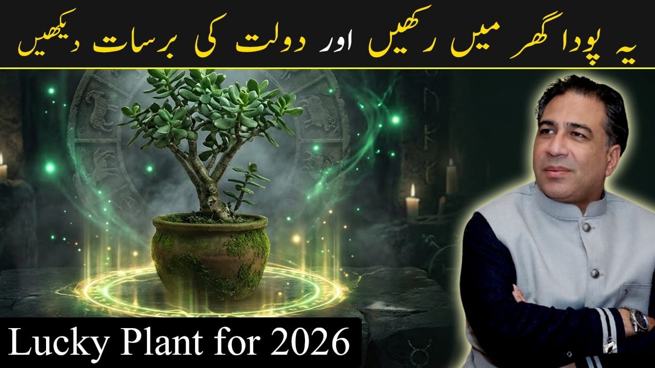 Best Plant For Wealth in 2026  | Astrologer Haider Jafri