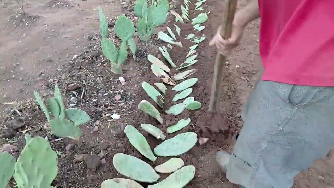 Plantando a palma ipersertania.
