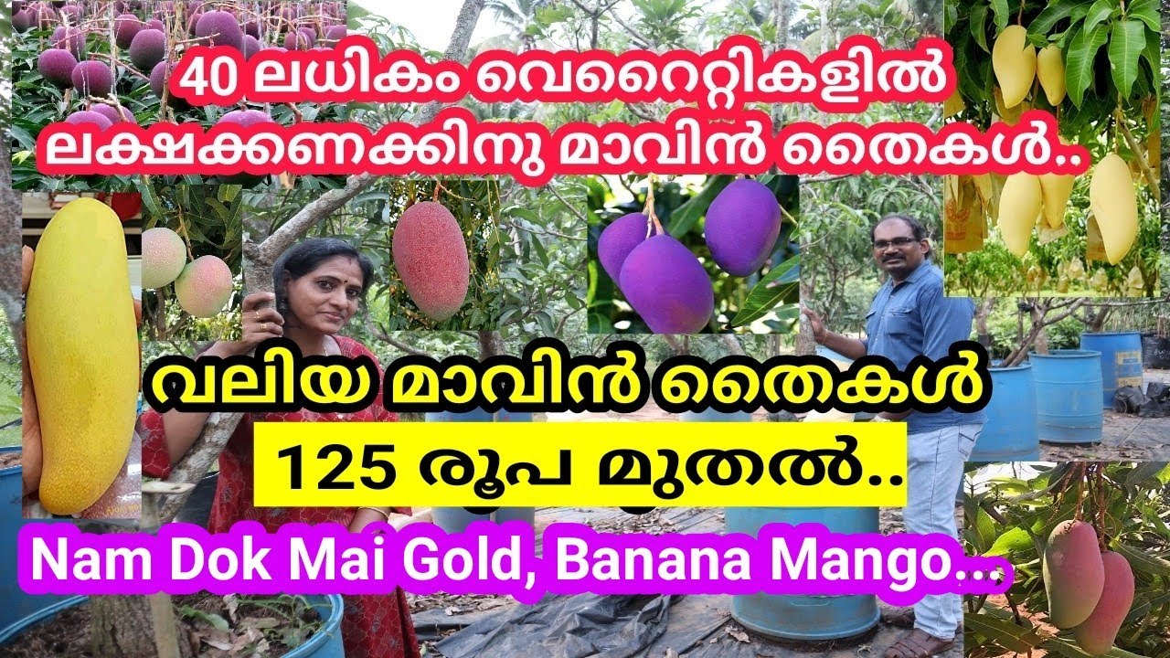 R2E2 Mango,Nam Dok Mai Gold, Banana Mango മുതൽ 40ലധികം വെറൈറ്റി മാവുകളുടെ വലിയൊരു കളക്ഷനുള്ള നഴ്സറി.