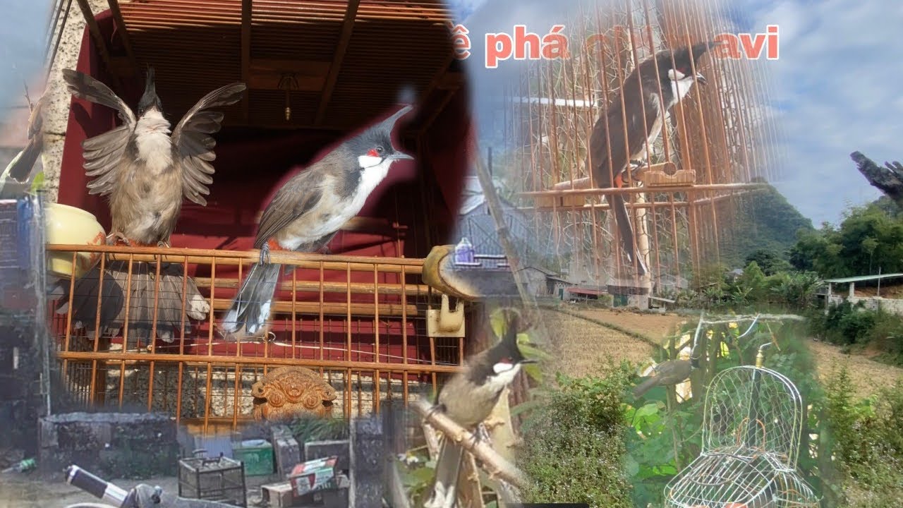 Chú chim chào mào nuôi không cần lồng thả không đi |Huy sky