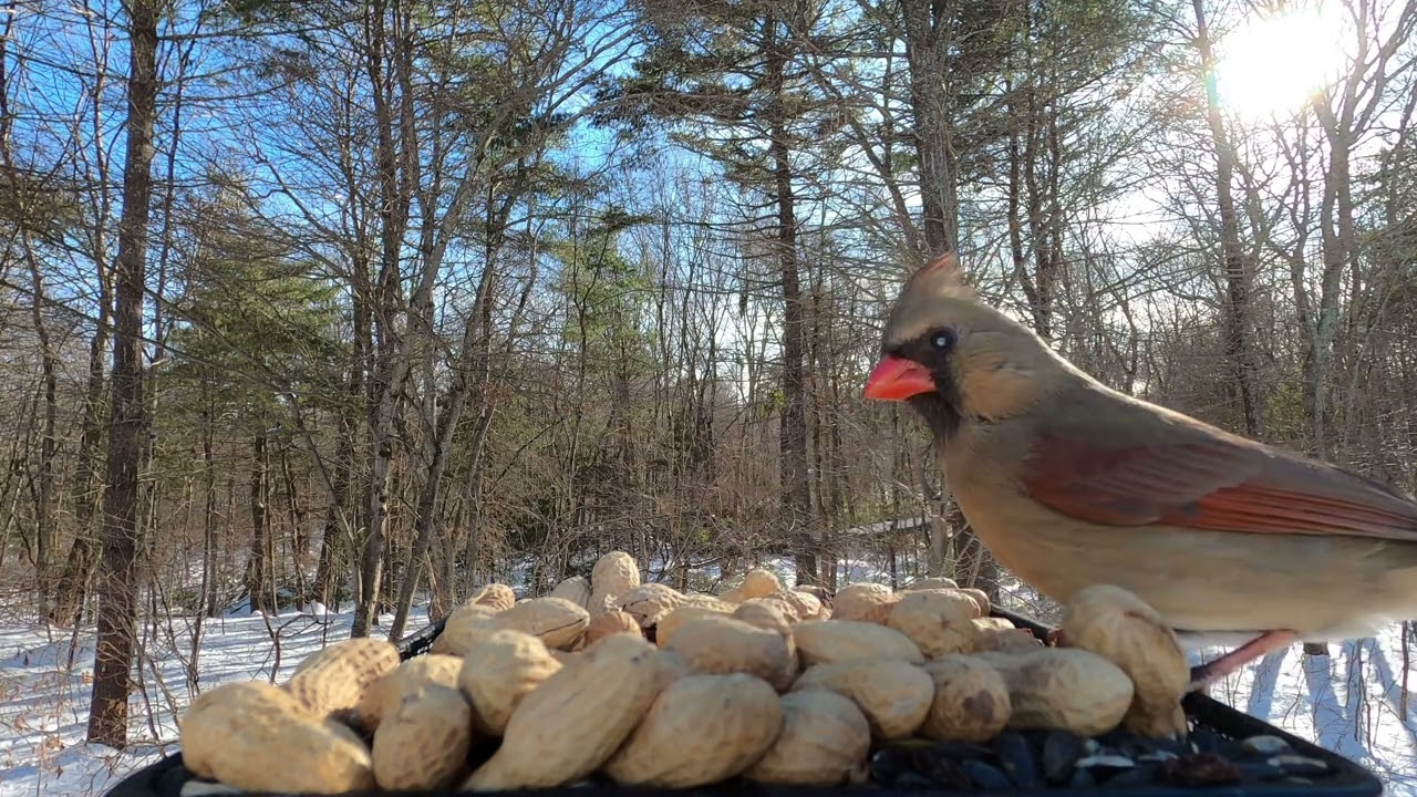 Northern Cardinals, Red-bellied Woodpeckers, Tufted Titmouse