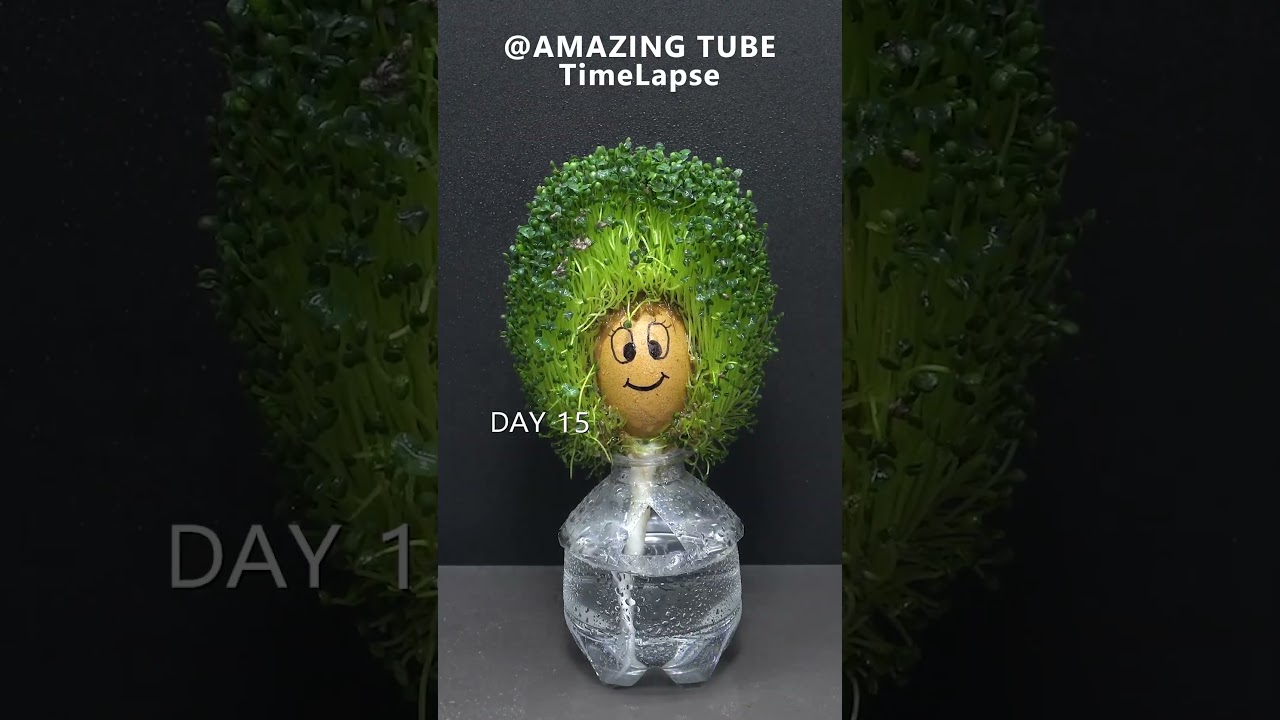 Growing Chia Seeds On Egg #timelapse
