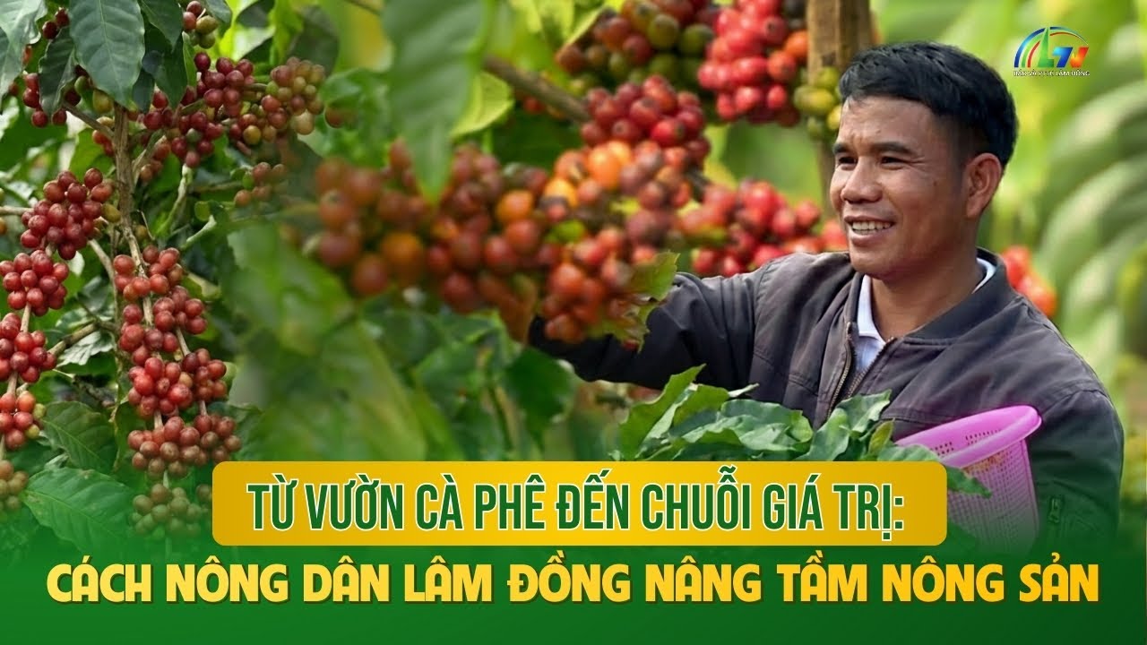 Từ vườn cà phê đến chuỗi giá trị: Cách nông dân Lâm Đồng nâng tầm nông sản