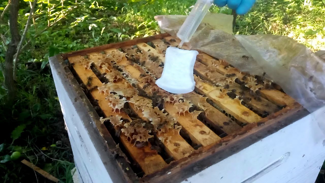 Обработка пчёл муравьиной кислотой от клещей Вароа. Эксперименты с дозировкой и концентрацией.