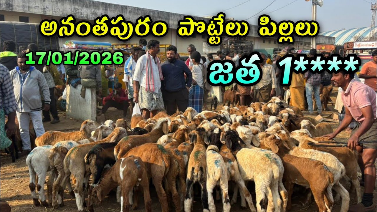 అనంతపురం పొట్టేలు పిల్లలు జత 1**** #అనంతపురం #anantapurammarket #everysaturdaymarket 