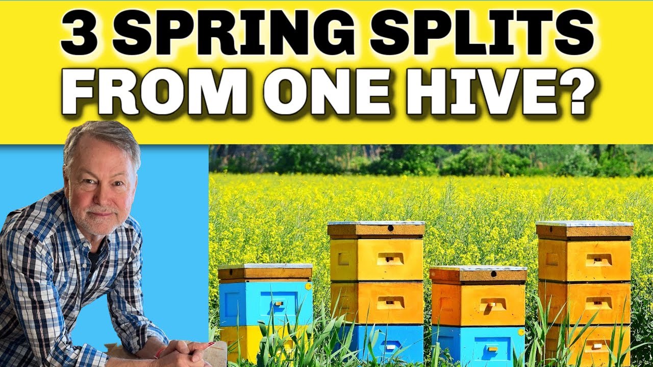 Beekeeping | Can You Make 3 Splits From One Hive?