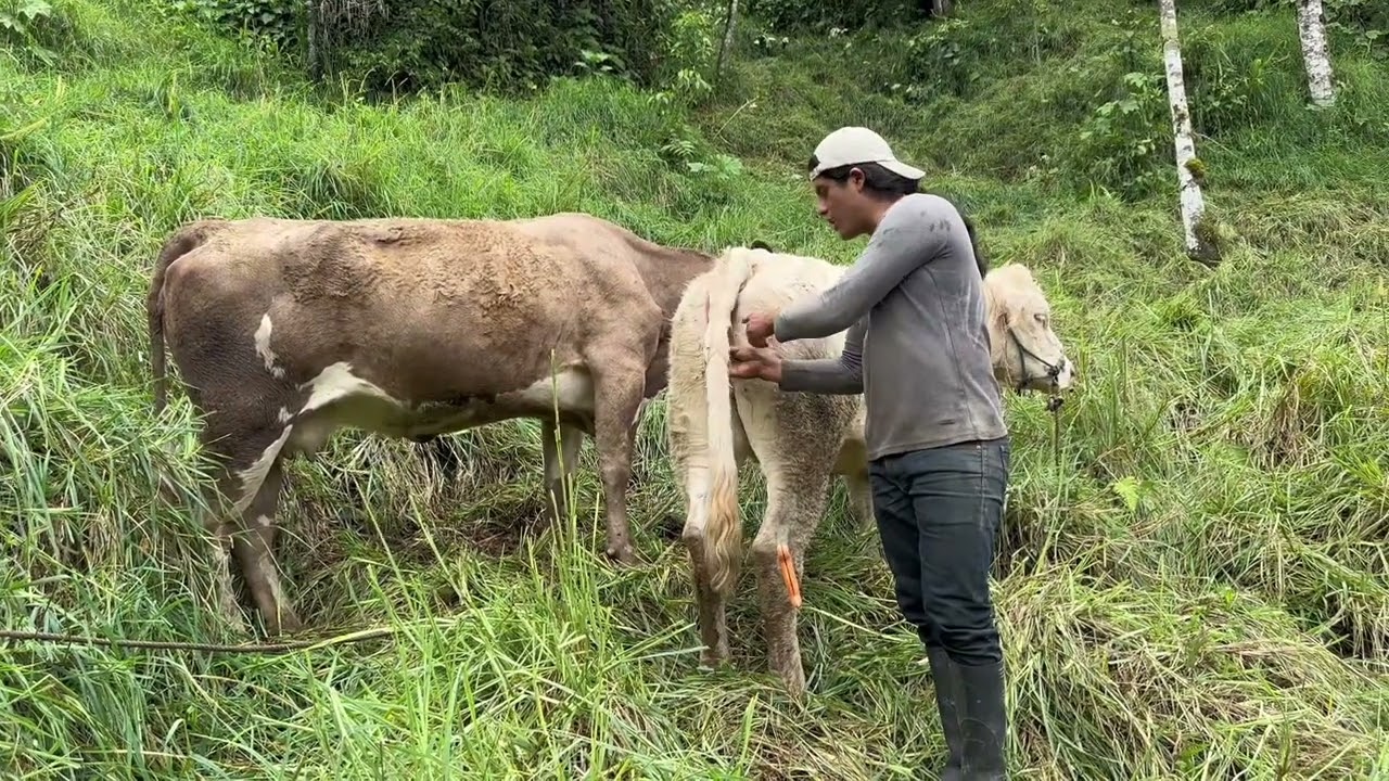 Cómo detectar el celo de una vaca