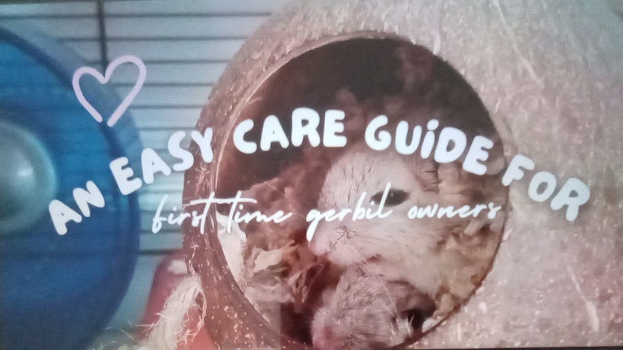 An easy care guide for first time gerbil owners