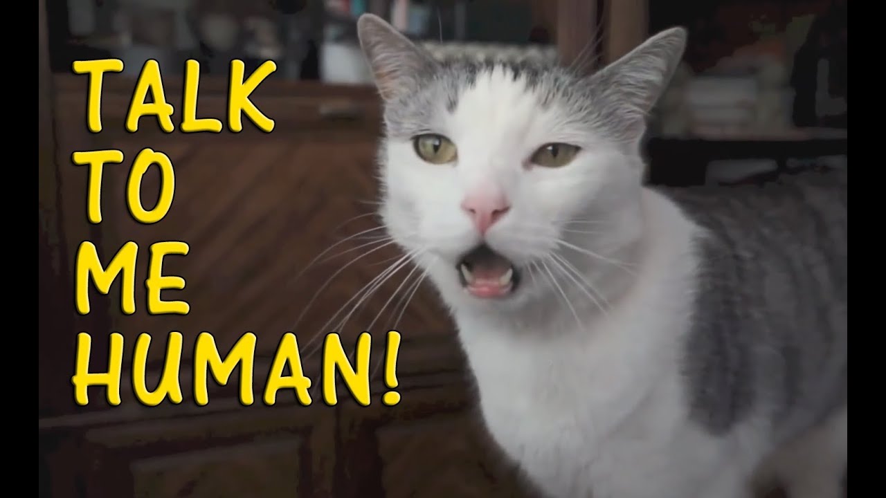 Cats Talking With Their Humans 2015 [NEW]