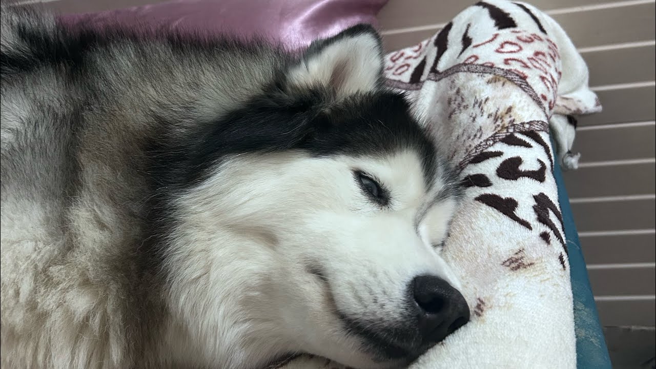 Gunnu S 🐶( Girl with Dogs 🐶) is live