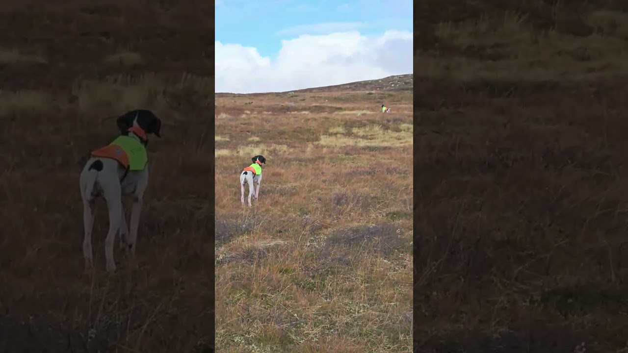 Ferma e consenso English pointer Luminensis LAPPONIA