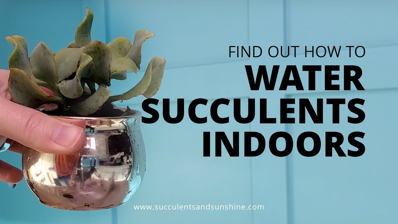 An unusual approach to watering succulents indoors