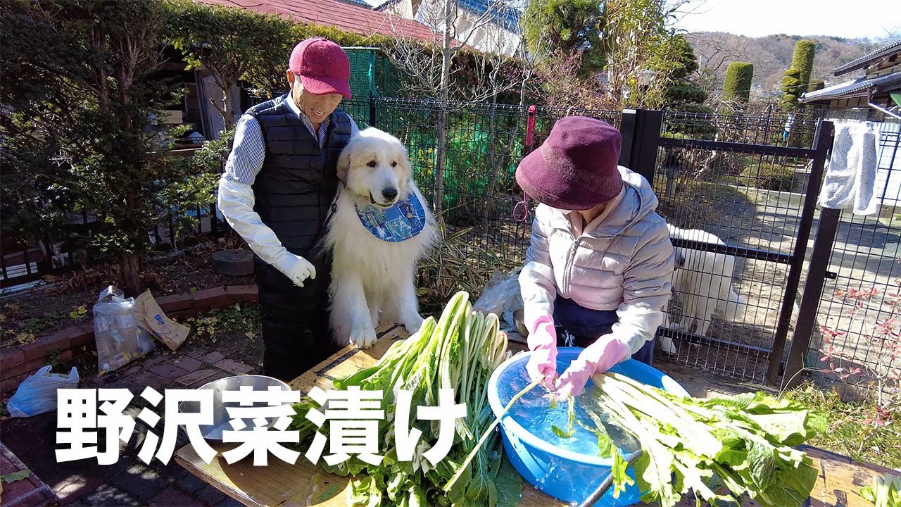 【ルンルンの裏庭】毎年恒例の野沢菜漬けをしました