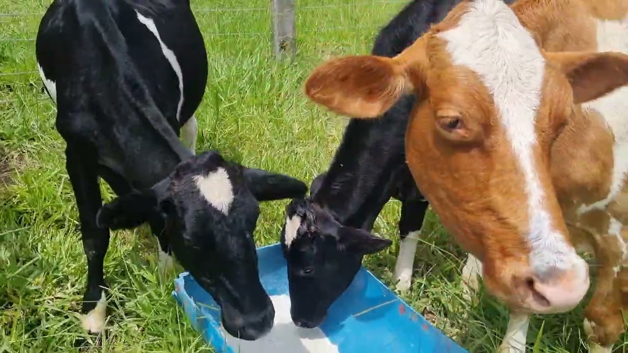Dando sal as minhas vacas 