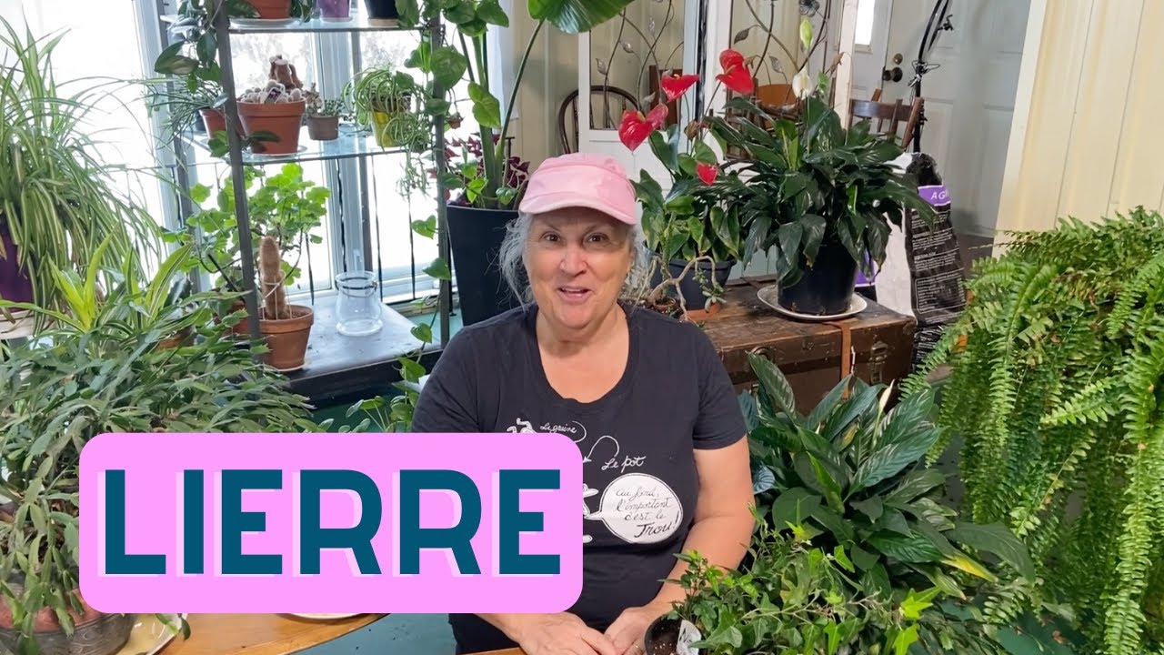 Comment s'occuper du lierre? - capsule horticole