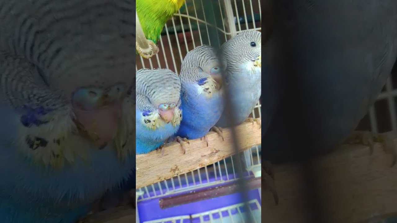respect 😈 #music #love #soul #live #song #birds #trending #parrot #lovebird #budgey #viral #shorts