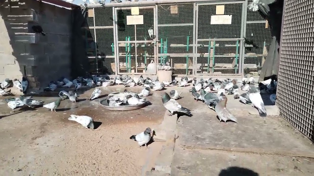 اريد اطلع وجبة فرخات شلون ابدي