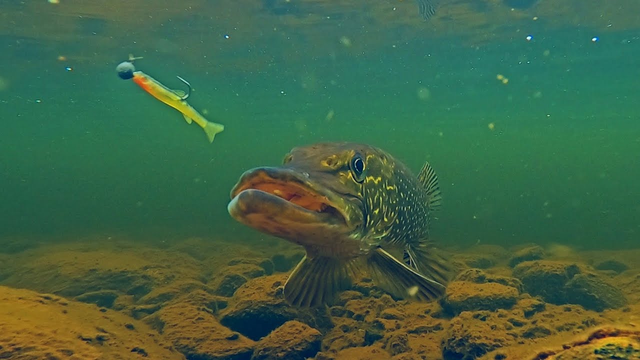 AGRESSIVE PIKE ATTACK - FISHING IN LAPLAND