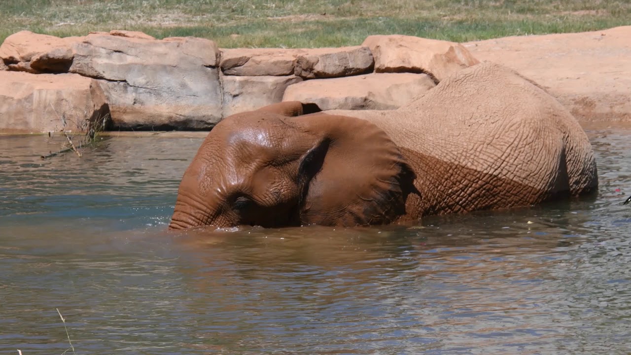 Atlanta Zoo Elephants cooling down