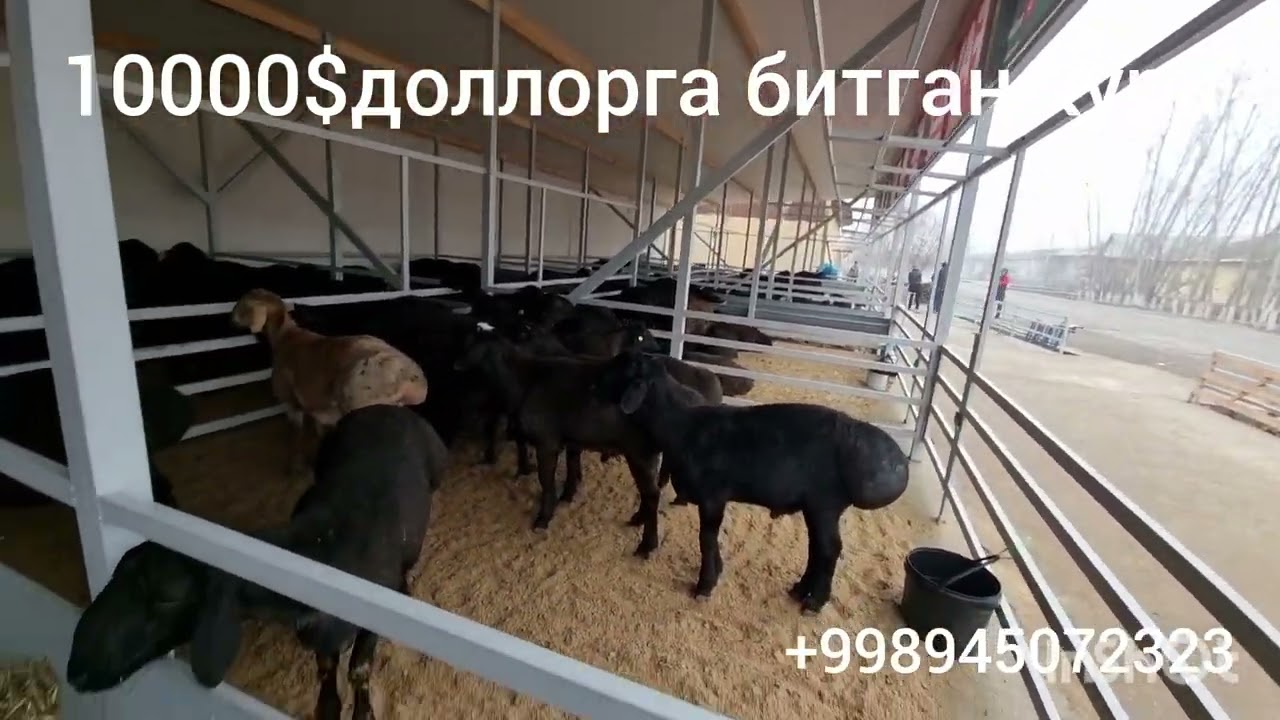 7 февраля 2026 г.