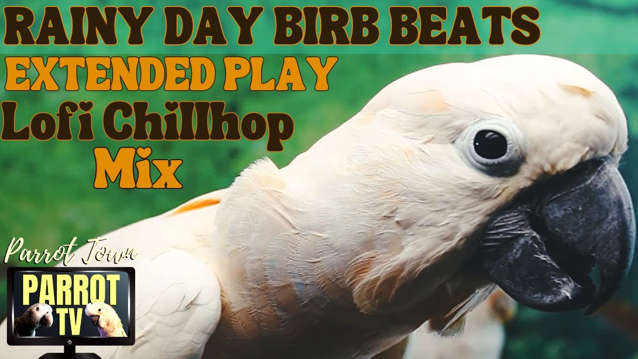 Rainy Day Birb Beats | Lofi Chillhop for Birds | 7+HRS EXTENDED PLAY | Parrot TV for Birds🌧️🎶🦜