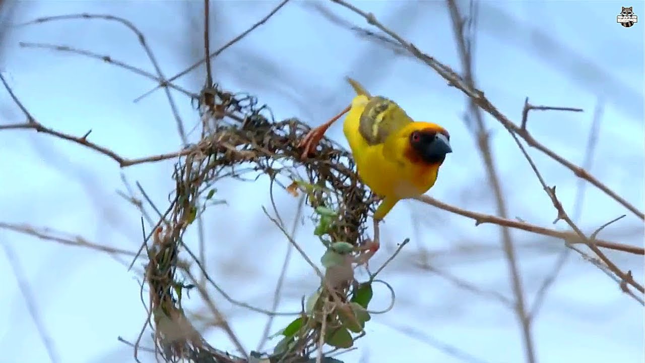 Weaver Bird building Nest - Amazing Videos | Wild Wonders