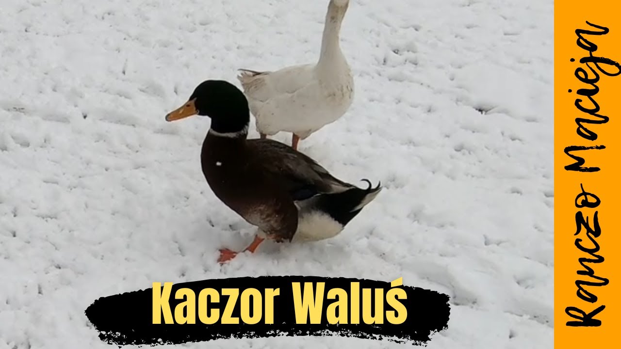 Kaczorek Waluś. Poranne karmienie #199