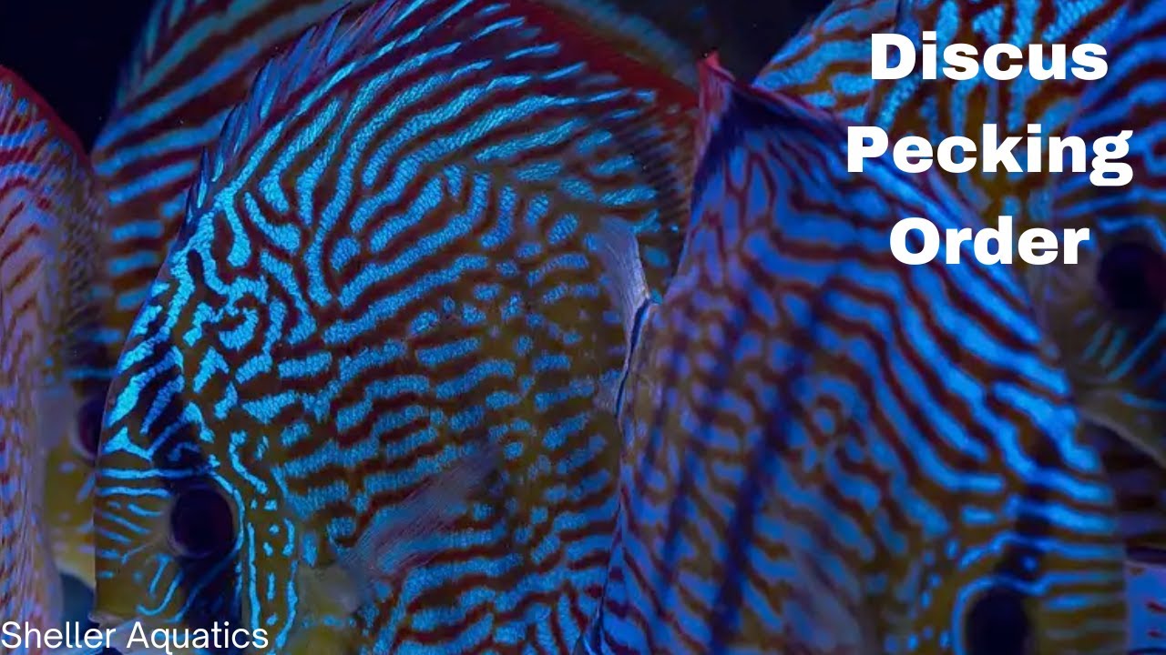 How to understand the Discus Behaviors in your aquarium!