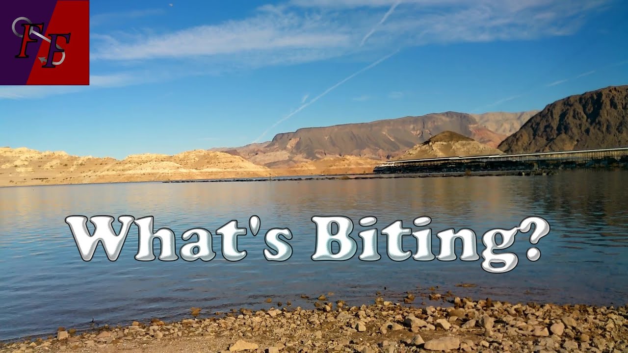 What's biting at Lake Mead?