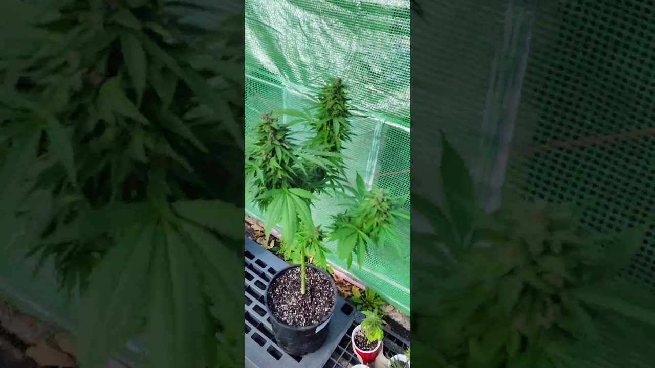 FASTEST WAY TO GROW WEED IN 2026 - 12/12 Seed to harvest
