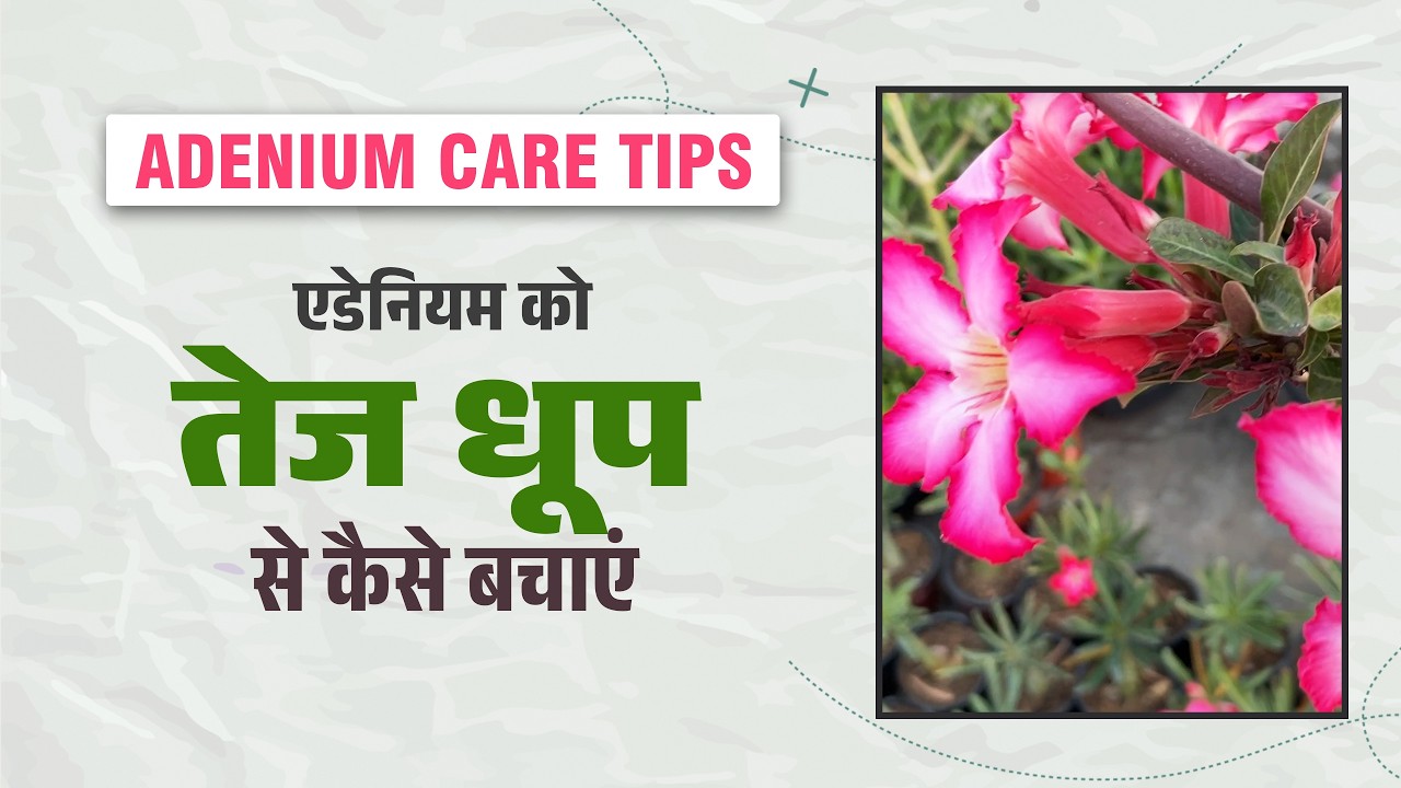 Что можно сделать для адениумов летом | Искусство садоводства на террасе