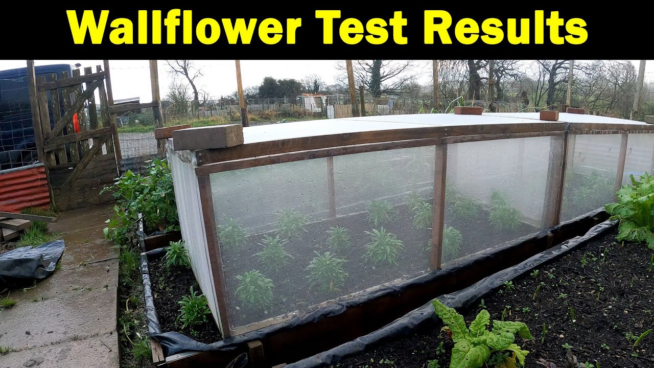 Plot Planning Warning | Wallflower Test Results | Quick fix before Spring | Green Side Up