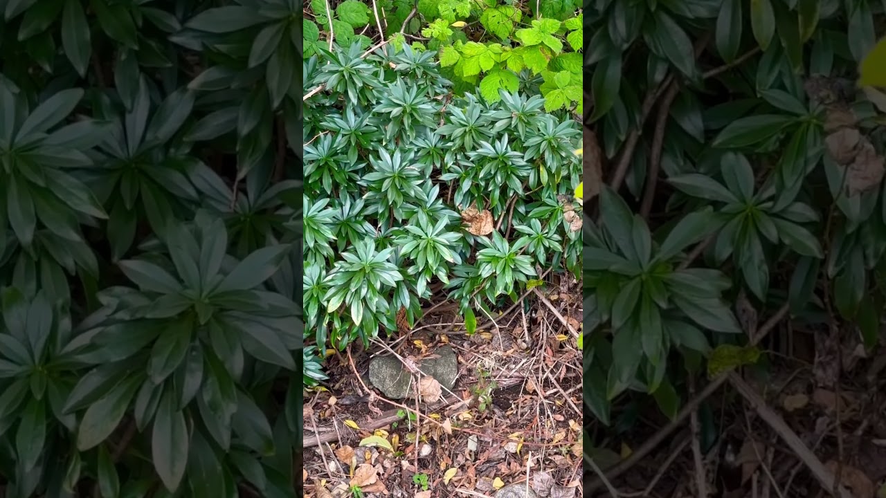 🌿🌿🌿🌿