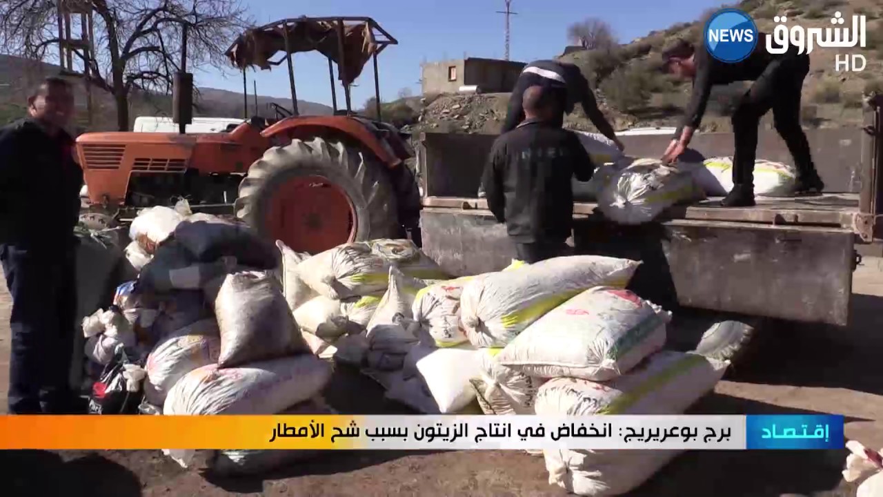 برج بوعريريج: انخفاض في انتاج الزيتون بسبب شح الأمطار