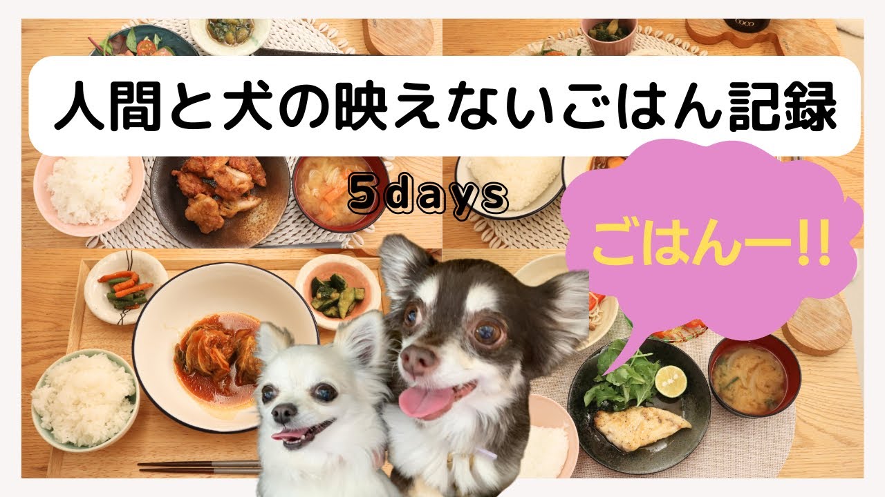 【犬の手作りごはん】飼い主とわんこの映えない５日間のおうちごはん
