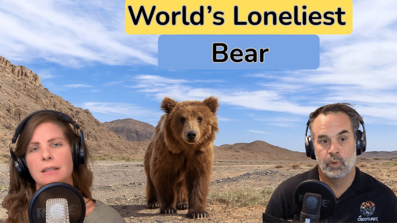 The Last Bears of the Desert | Gobi Bear Conservation Story