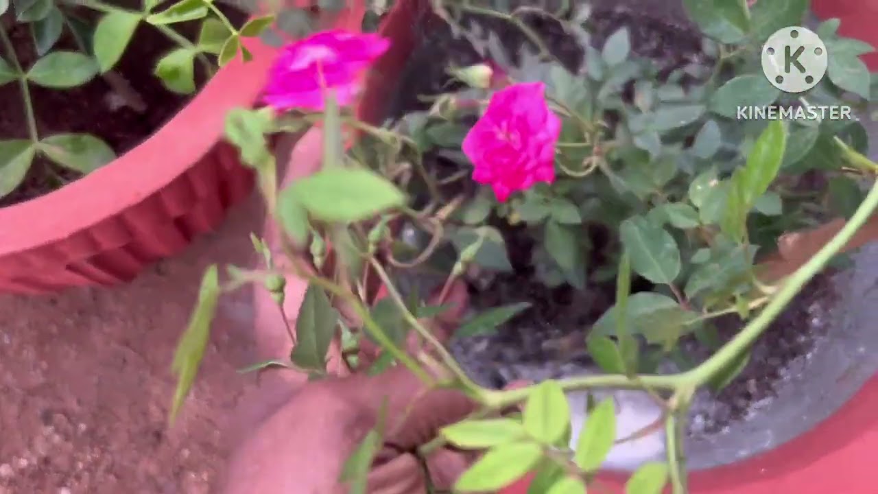 ‼️എന്റെ കുഞ്ഞ് GARDEN ഒന്ന് കണ്ടാലോ‼️ #gardening #houseplantlover 