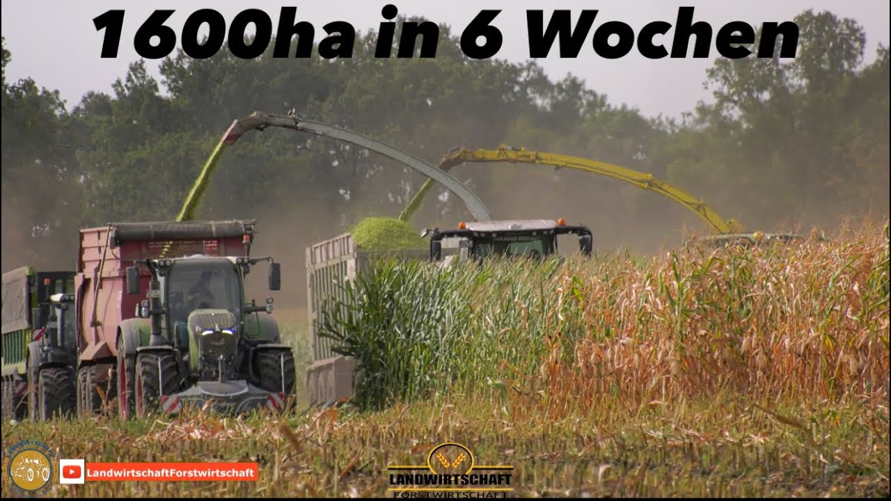 4,10m Mais Großeinsatz Maishäckseln 1600ha in 6 Wochen LU J&J & LU Geiger Teamwork Maisernte 2024
