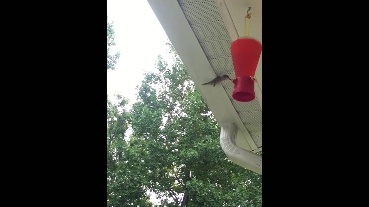 El colibr&iacute; en el porche