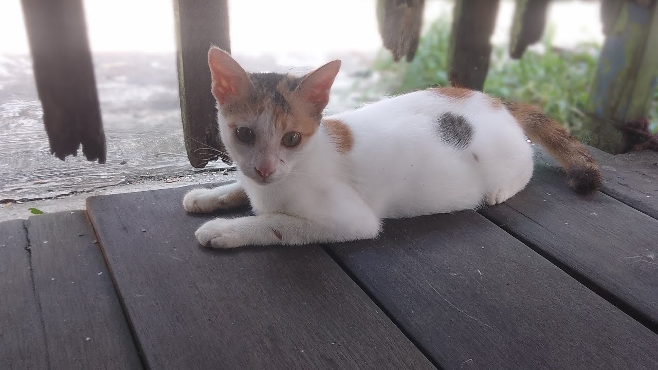 street cat sedang live sekarang!