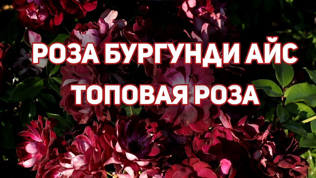 Роза Бургунди Айс (Burgundy Ice) - ТОПовая красотка. Лучшая лиловая флорибунда.
