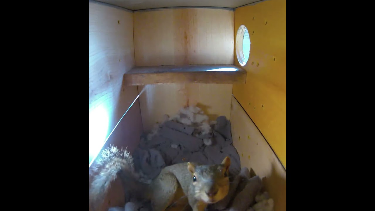 The Squirrel Truman Show. The secret life of squirrels ❤️🐿️📦 #squirrel #squirrellove #trumanshow