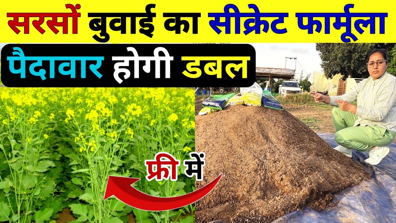 सरसों बुवाई का सबसे Best तरीका | Sarso ki kheti 2025 | Sarso ki top variety | Sarso me khad | Kheti