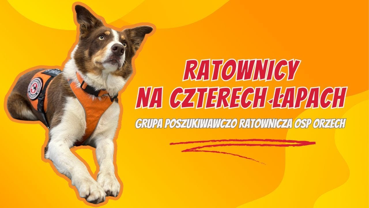 PNW#16 Ratownicy na 4 łapach, czyli psy poszukiwawczo-ratownicze. Co potrafią, jak pracują?