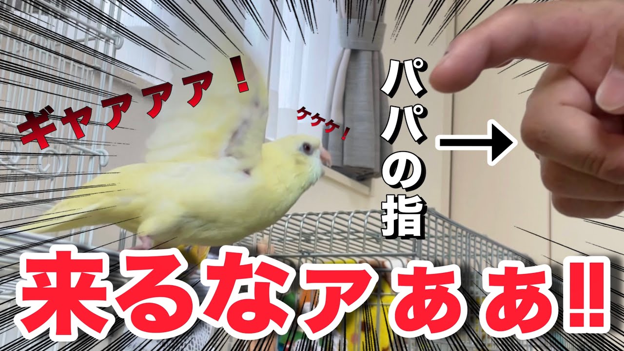 パパが近づくと百発百中ブチギレるインコ、その意外な理由とは？【サザナミインコ】