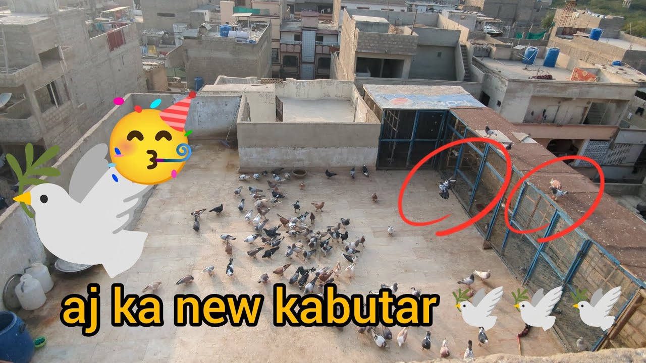 aj ka shook ma bhot mazza Aya hai ap log bhi dakho 🥳🥳🕊️🕊️