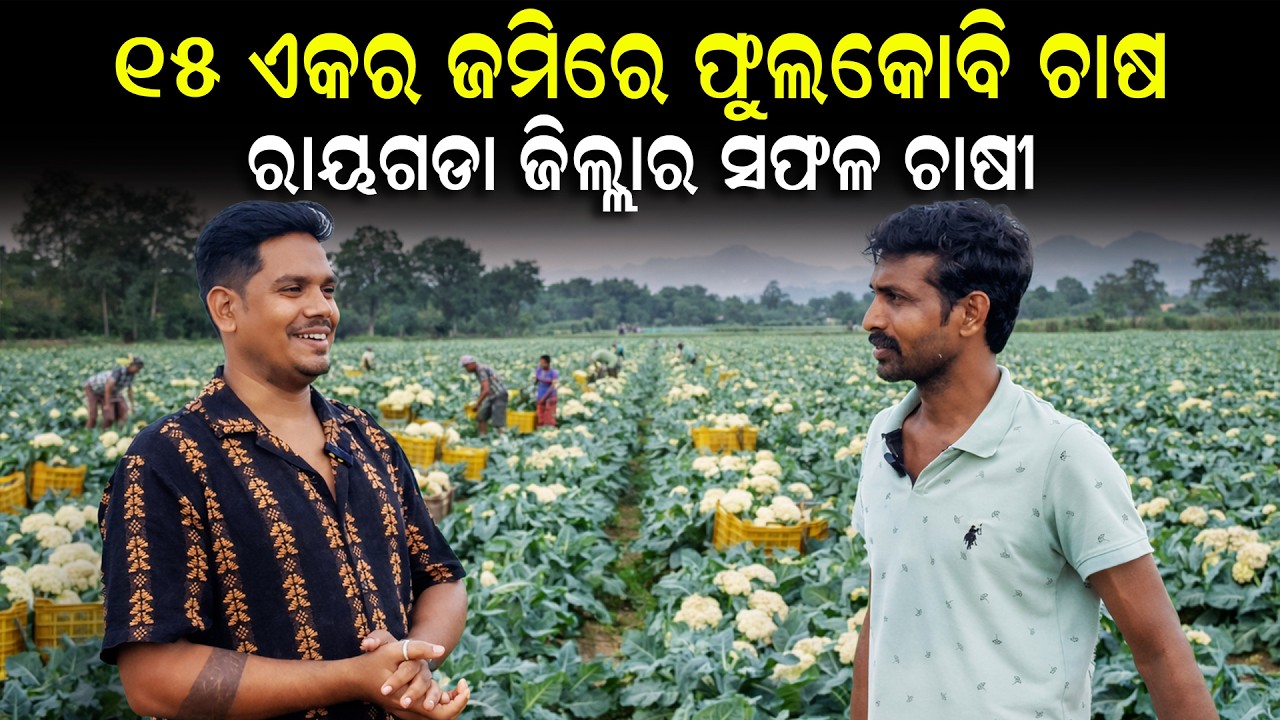 Panipariba chasa odisha [ ଭୁବନେଶ୍ୱରକୁ ଯାଉଛି ଟ୍ରକ ଟ୍ରକ କୋବି ] Phula kobi chsa odisha