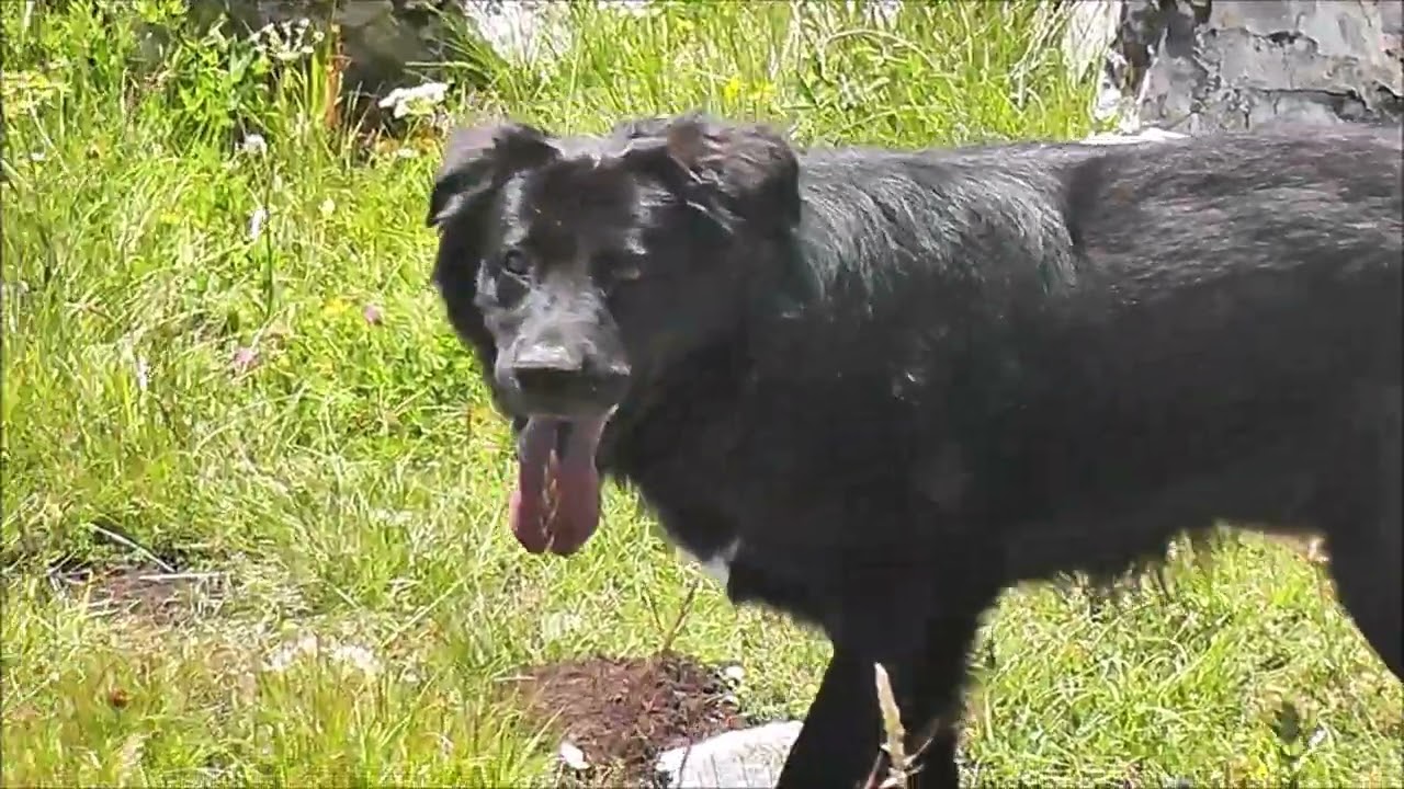 Monte San Vito Video