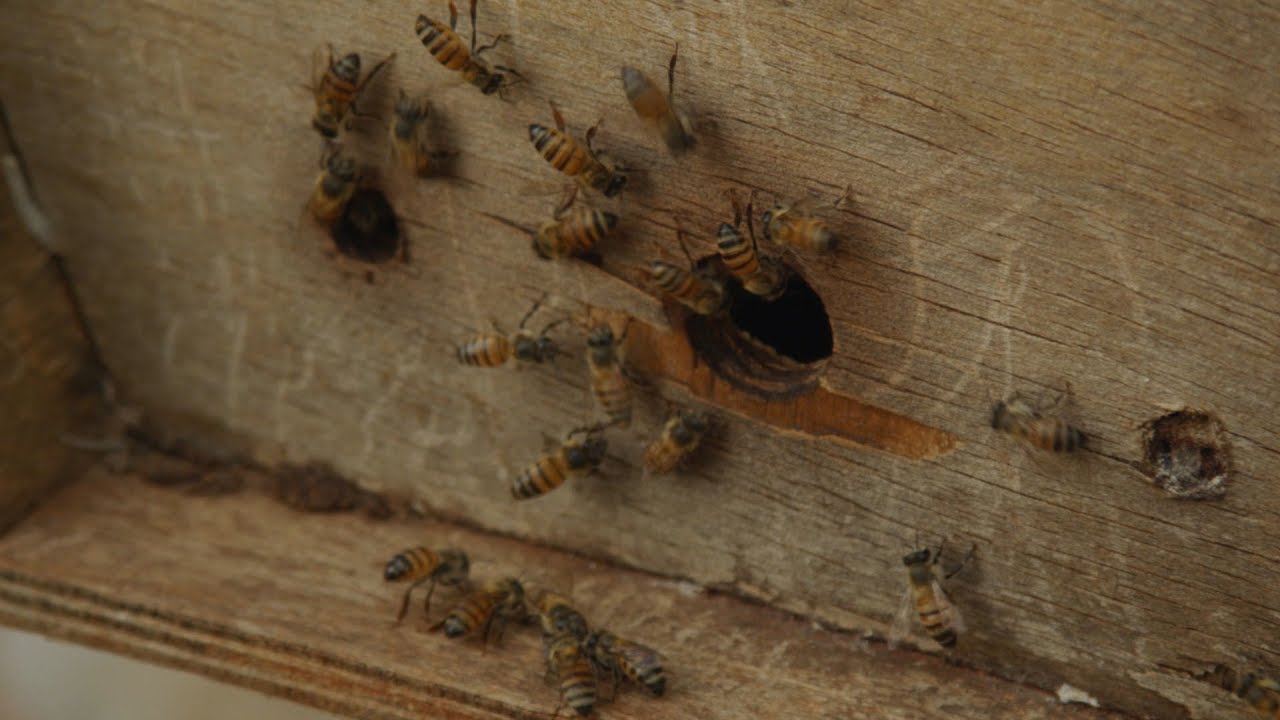 How bees protect farmers from elephants